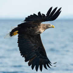Adult White-tailed eagle in flight. Blue Ocean Background. Scientific name: Haliaeetus albicilla, also known as the ern, erne, gray eagle, Eurasian sea eagle and white-tailed sea-eagle.