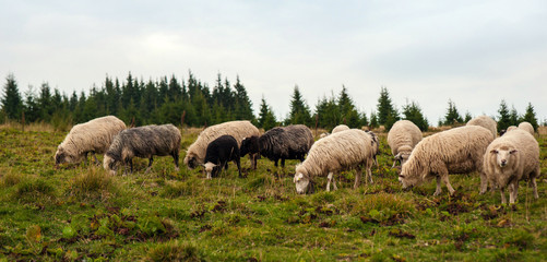 Naklejka na ściany i meble Panorama of landscape with herd of sheep graze on green pasture in the mountains. Young white and brown sheep graze on the farm.