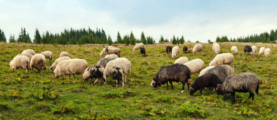 Panorama of landscape with herd of sheep graze on green pasture in the mountains. Young white and...