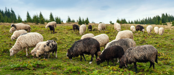 Panorama of landscape with herd of sheep graze on green pasture in the mountains. Young white and...
