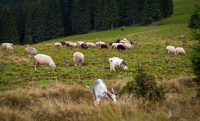 Obraz premium Panorama of landscape with herd of sheep graze on green pasture in the mountains. Young white and brown sheep graze on the farm.