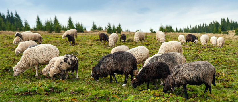 Panorama Of Landscape With Herd Of Sheep Graze On Green Pasture In The Mountains. Young White And Brown Sheep Graze On The Farm.