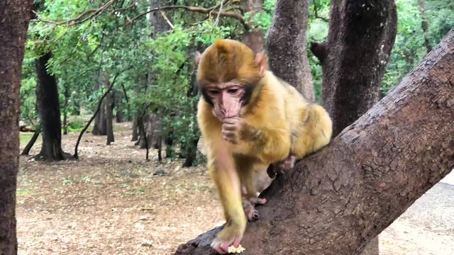 Wild monkey Barbary Apes in Cedre Forest close to Azrou, Middle Atlas, Morocco in Africa