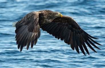 Adult White-tailed eagle in flight. Blue Ocean Background. Scientific name: Haliaeetus albicilla, also known as the ern, erne, gray eagle, Eurasian sea eagle and white-tailed sea-eagle.