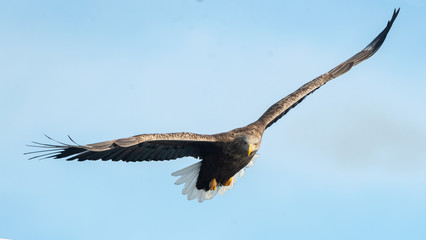 Adult white tailed eagle in flight. Blue sky background. Scientific name: Haliaeetus albicilla, also known as the ern, erne, gray eagle, Eurasian sea eagle and white-tailed sea-eagle.
