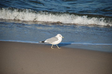 seagull on the beach 2