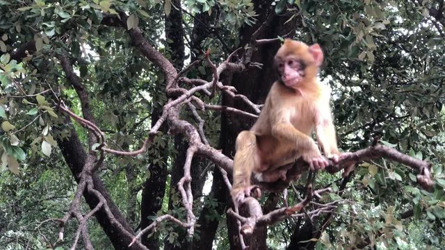Wild monkey Barbary Apes in Cedre Forest close to Azrou, Middle Atlas, Morocco in Africa