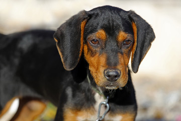 Sevimli av k&ouml;peği yavrusu 