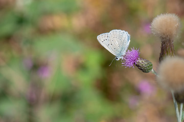Lycaenidae / Çokgözlü Dafnis / / Polyommatus daphnis