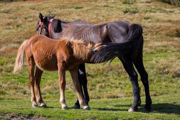 Naklejka na ściany i meble Brown mare feeding foal in field. Brown foal drinking milk. Horses in pasture. Farm life concept. Ranch animals. Mother care and love concept. Rural life background. Cute foal with mare.