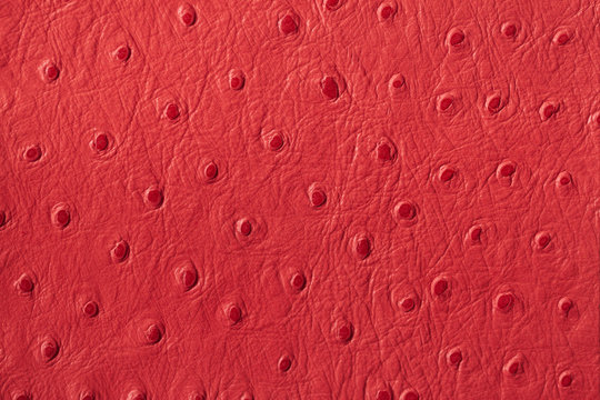 Texture of red genuine Ostrich Stamped leather close-up, fashion, exotic background