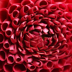 Red dahlia macro