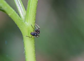 czarna mrówka na łodydze rośliny - obrazy, fototapety, plakaty