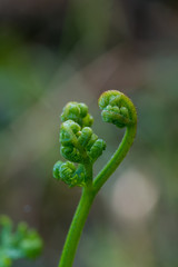 zielone pędy młodej paproci © Henryk Niestrój