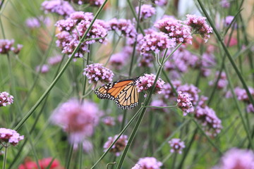 Monarch Butterfly in Flower Field