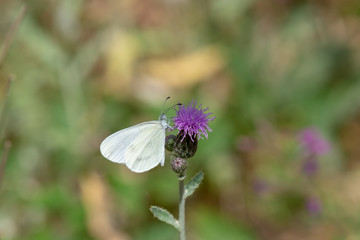 Pieridae / Narin Orman Beyazı / / Leptidea sinapis