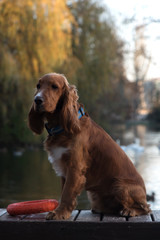 dog breed Cocker Spaniel posing sitting on a bench, a Board and holding in the teeth of a large red ring on the background of the lake, trees,