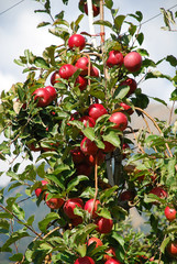 Obraz premium Bunch of red Gala apples on a apple tree in South Tyrol, Italy