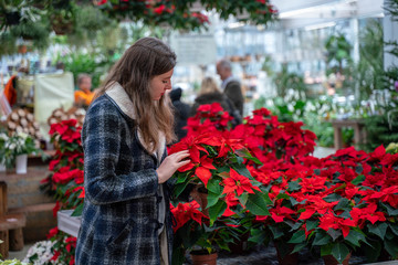 Beautiful woman buying Poinsettia flowers at flower shop. - 235984668