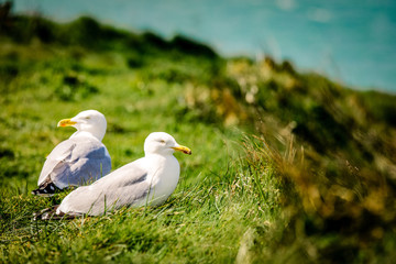 photo of beautiful seagulls standing on the grass near clear blue sea background