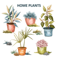 Home plant illustration 02