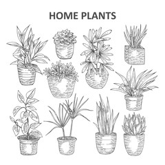 Home plant illustration 03