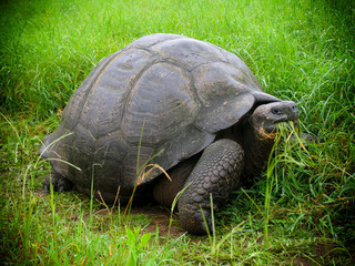 Giant Galapagos Tortoise in tall grass on Santa Cruz Island, Galapagos Islands