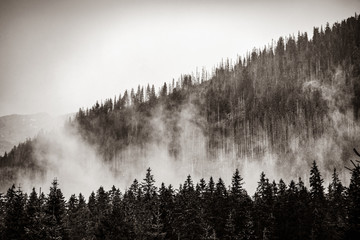 Mgła w lesie jodłowym. jesień lub wiosna w Tatrzańskim Parku Narodowym. Obraz w czarno-białym kolorze - 235984884