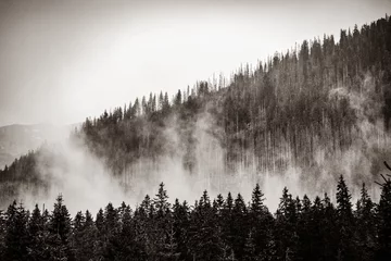 Abwaschbare Fototapete Wald im Nebel Fog in the fir forest. autumn or spring time in Tatry National Park, Poland . Image in black and white color style