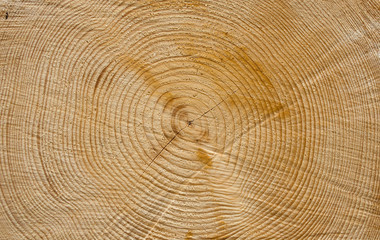 Sezione di un tronco di pino