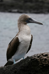 Fototapeta premium Rare Blue-Footed Booby on the rocks on the island of San Venecia in the Galapagos Islands