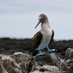 Rare Blue-Footed Booby on the rocks on the island of San Venecia in the Galapagos Islands