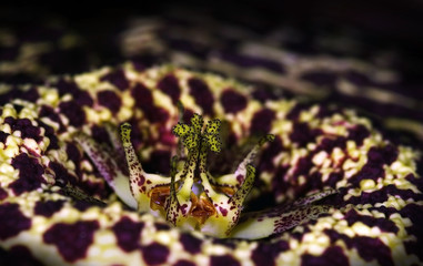 Orbea variegata, a foul smelling carrion flowers