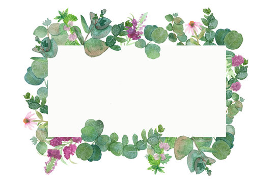 Watercolor hand painted lush pattern with silver leaves and branches of eucalyptus dollar, green fresh bouquet of medicinal eucalyptus with healing plants, red clover and Ivan tea.