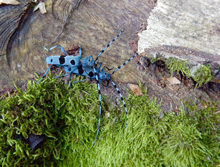 Alpine longhorn beetle (Rosalia alpina), a protected European beetle