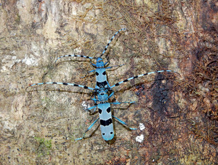Alpine longhorn beetle (Rosalia alpina), a protected European beetle