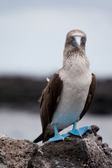 Rare Blue-Footed Booby on the rocks on the island of San Venecia in the Galapagos Islands