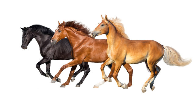 Three horse run gallop isolated on white background