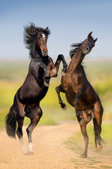 Two bay horse fight and rearing up