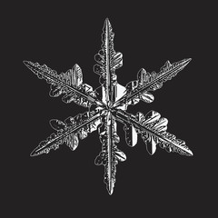 White snowflake isolated on black background. Vector illustration based on macro photo of real snow crystal: elegant stellar dendrite with hexagonal symmetry, glossy surface and intricate details.