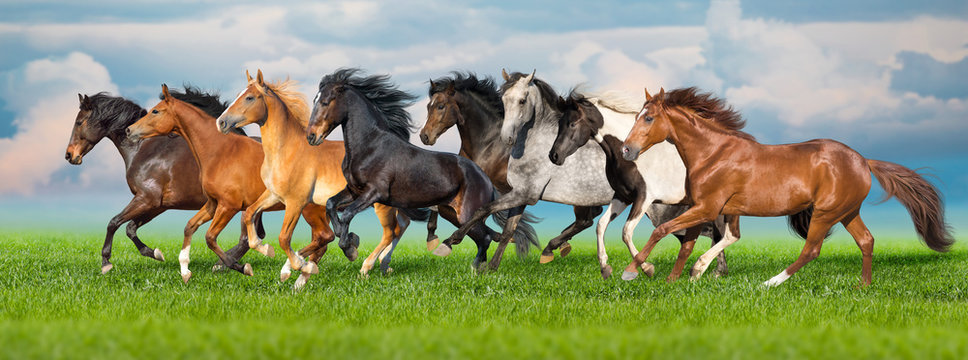 Fototapeta Horses free run gallop i green field with blue sky behind