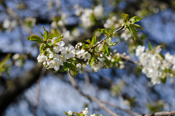 White cherry blossoms on branch