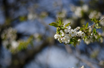 White cherry blossoms on branch