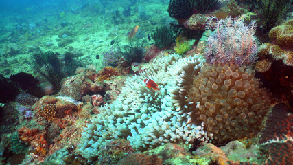 Plakat Clown Anemonefish in actinia on coral reef. Amphiprion percula. Mindoro. Underwater coral garden with anemone and clownfish. Philippines