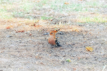 Upupa epops. Hoopoe. Bird with a long down-curved bill, a large erectile crest, and black and white wings and tail. Ground of Mediterranean forest. Soft focus.