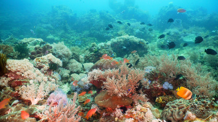 Naklejka na ściany i meble Tropical fish on coral reef at diving. Wonderful and beautiful underwater world with corals and tropical fish. Hard and soft corals. Philippines, Mindoro.