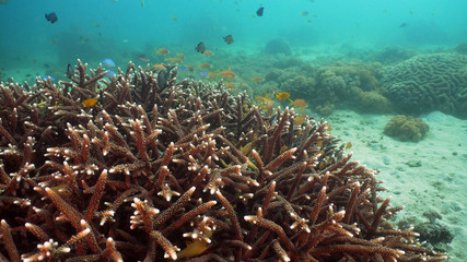 Fototapeta na wymiar Fish and coral reef at diving. Wonderful and beautiful underwater world with corals and tropical fish. Hard and soft corals. Philippines, Mindoro. Diving and snorkeling in the tropical sea.