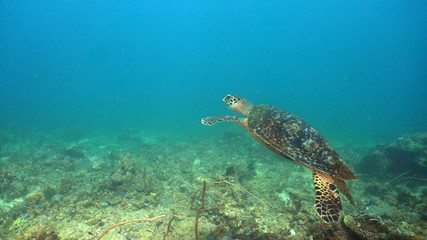 Fototapeta na wymiar Sea turtle between corals underwater. Wonderful and beautiful underwater world. Diving and snorkeling in the tropical sea, Philippines, Mindoro.