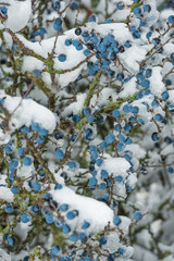 Schlehdornen im Schnee aus dem Waldviertel