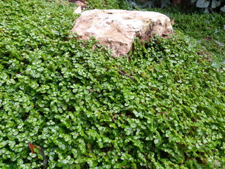 Dichondra